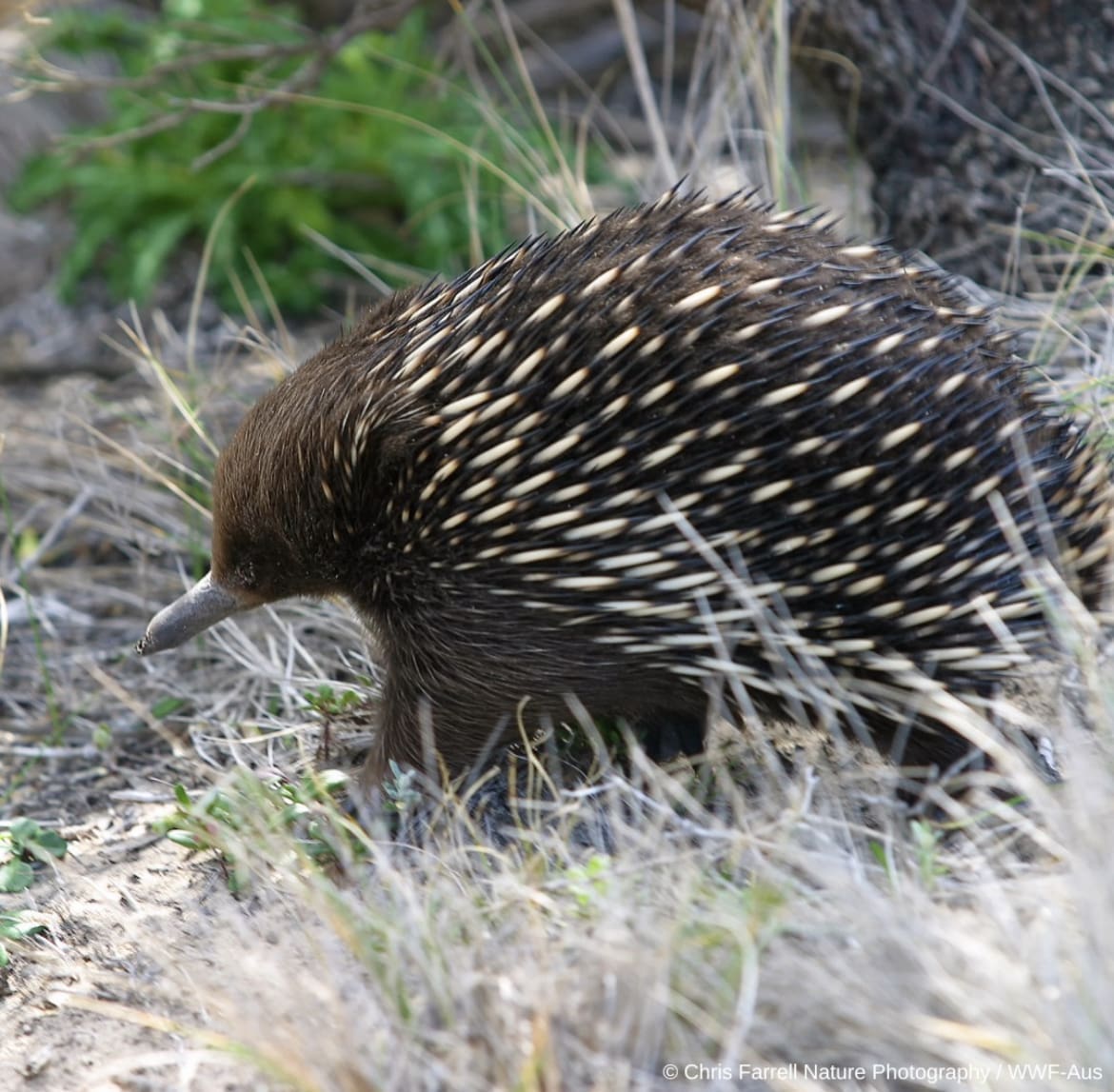 Echidna